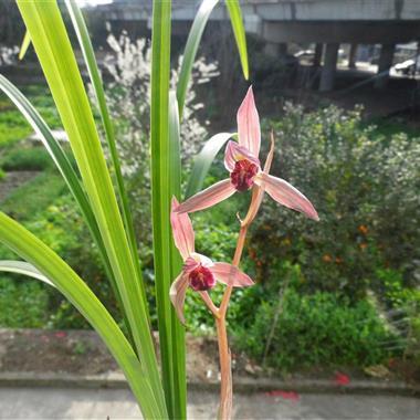 九龙红素已开花