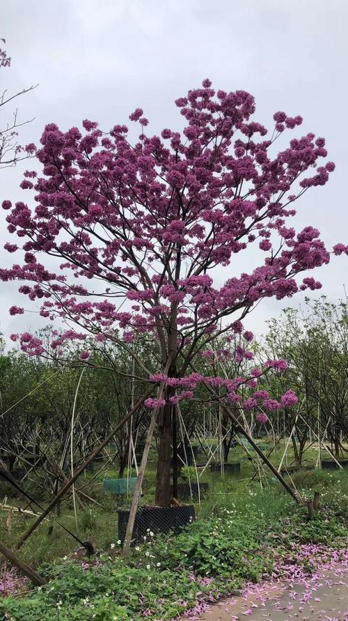 5公分紫花风铃木价格福建紫花风铃木基地