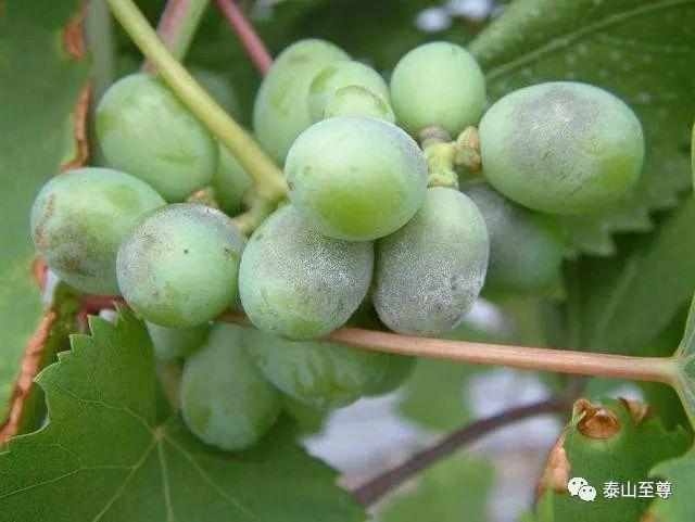 露天葡萄进入幼果期,霜霉病发生严重?转变思路,提早预防很关键