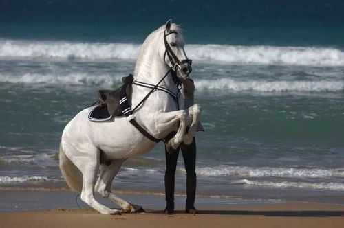 骑马赏秋景:马背上的西班牙