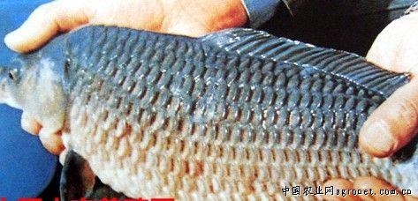 竖鳞病的春季预防