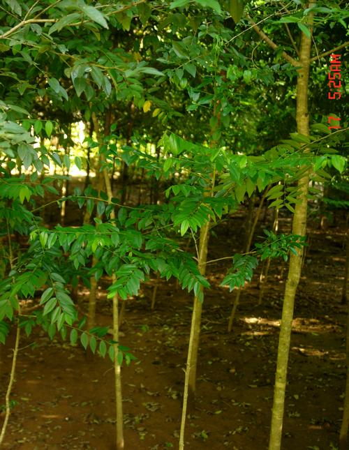 种子时代的乌木这样的.