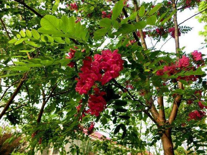 白黄红花槐洋槐刺槐种子 护坡紫穗槐香花黄金龙爪槐速生国槐种子