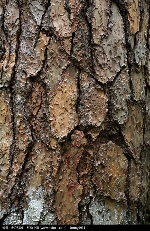 树皮纹理