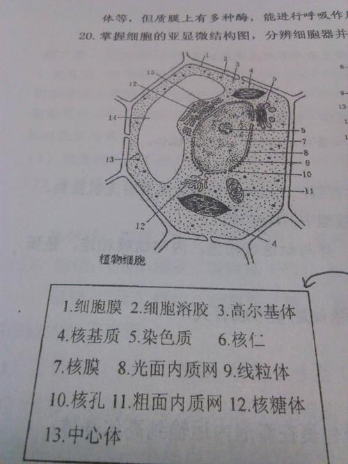 归纳细胞器的结构功能图解(要求详细图解)