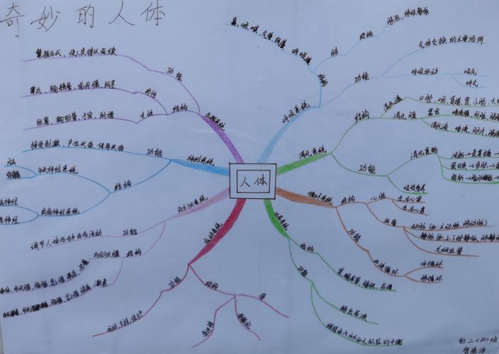 "奇妙的身体"手抄报&思维导图创作大赛 (初二生物教研