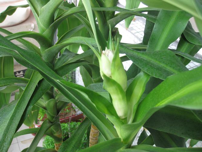 我家的巴西木又开花啦!