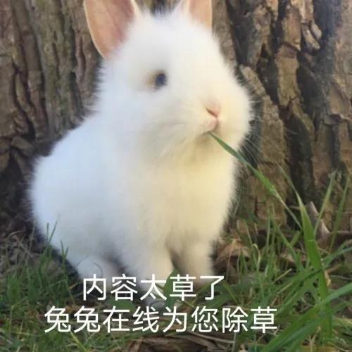 头像表情包丨沙雕搞笑动物合集我来凑凑热闹