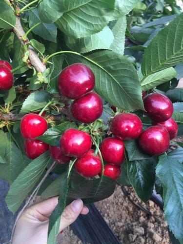 梅枣9号大樱桃 欧美引进