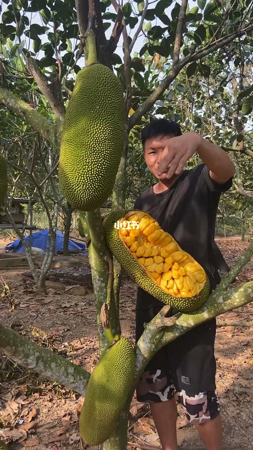 海南黄肉菠萝蜜