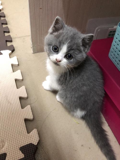 转卖一只英短蓝白猫,2个月大,有偿1500