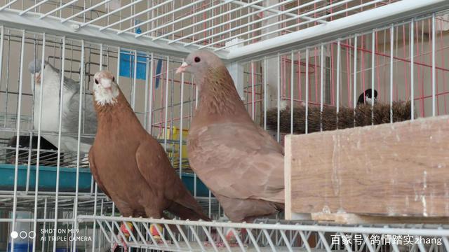 阿拉伯酋长鸽属于高飞类,反色后靓丽可爱