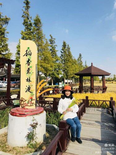 横泾稻香东林渡,金灿灿稻谷回归田园风光,走在乡间的田埂上,闻着稻谷