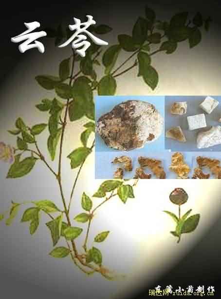 云苓玉灵茯灵万灵桂白茯苓云茯苓朱茯苓茯菟伏灵镜苓皖笭鄂苓闽苓松