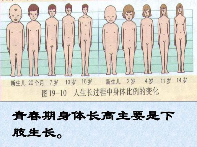 青春期发育ppt(精)