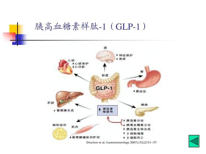 胰高血糖素样肽-1(glp-1)