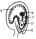 如图为荠菜胚发育的某个阶段.