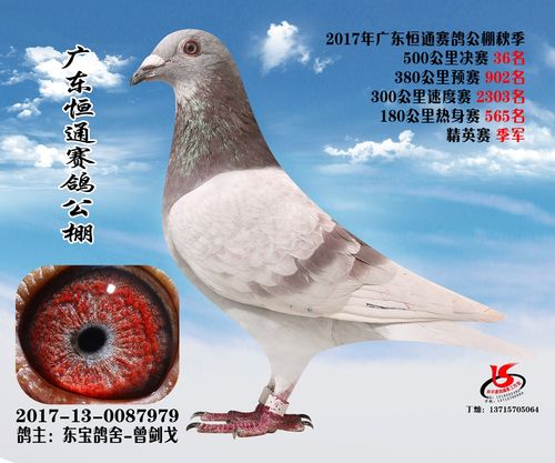 红箭之孙女_m12_福建东宝鸽舍 - 赛鸽资讯网