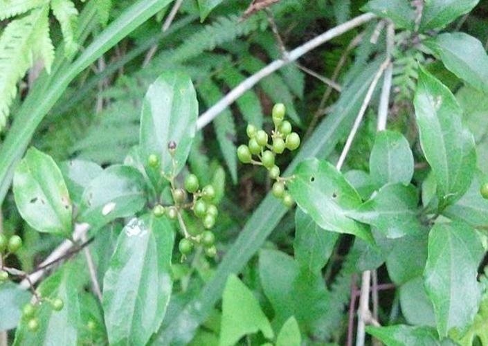 野生草药腐婢草根 豆腐柴根 观音柴根 臭黄荆 绿豆腐叶干根