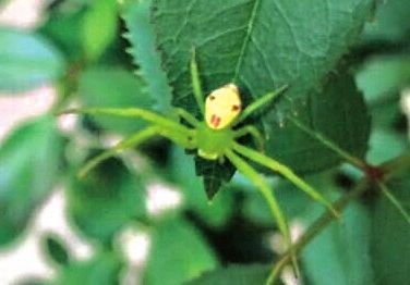 三突花蛛趴在叶子上,背部花纹酷似人脸