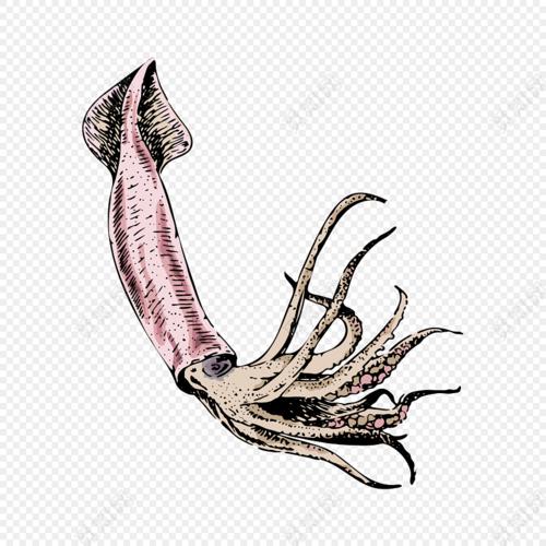 幼儿简笔画乌贼彩色