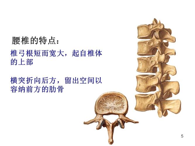 腰椎的解剖及腰部的层次解剖ppt参考课件