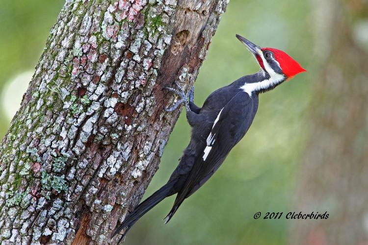 啄木鸟的尾巴有什么作用