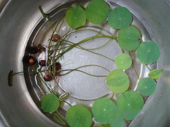 睡莲种子怎么处理将有小凹点的一端用钳子夹破小口