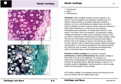 netter"s histology flash card—6《cartilage and bone》