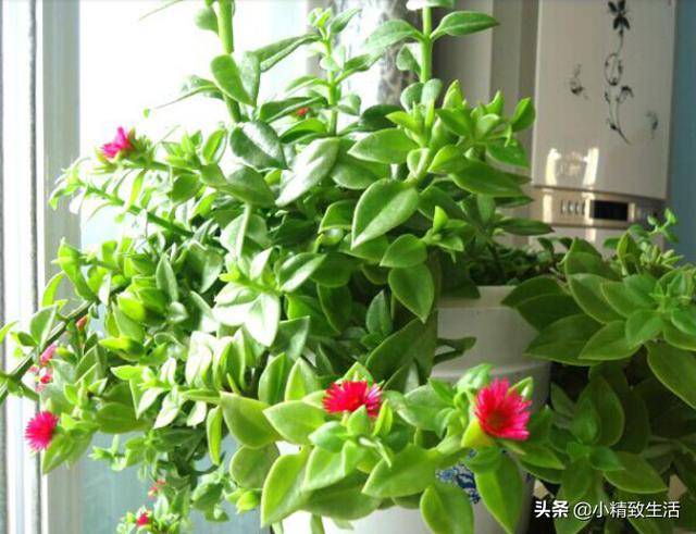 这种"吊兰",叫"穿心莲"却不是中药,盆栽很漂亮,还能当