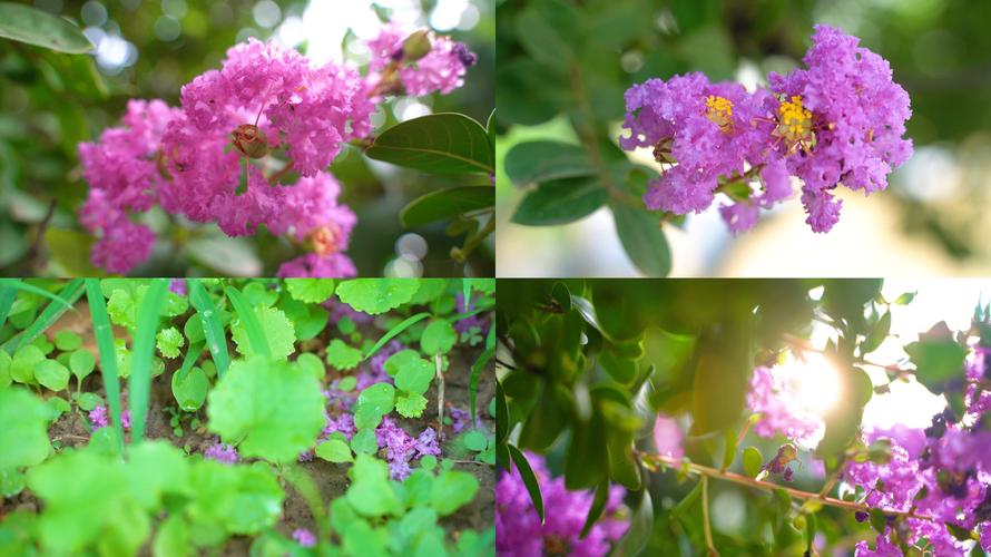 【原创】夏天阳光下的紫薇花_3840x2160_高清视频素材下载(编号