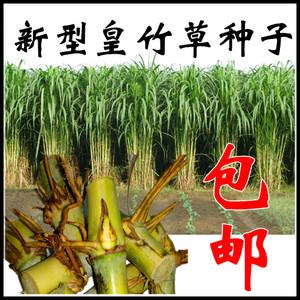 新型皇竹草种苗