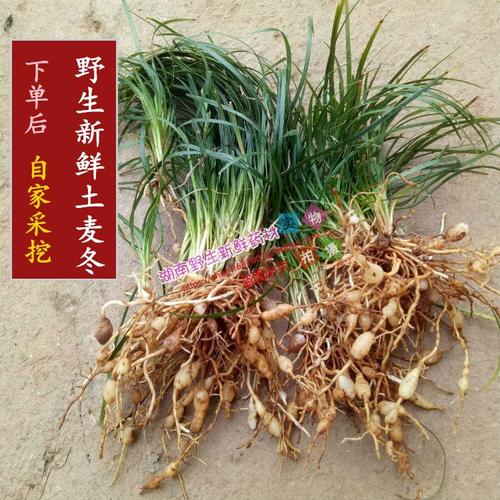 湖南药材野生新鲜 土麦冬 山麦冬 细叶麦冬 野麦冬下单现挖500克