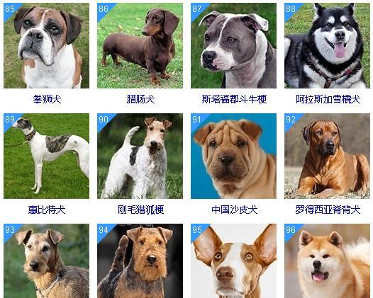 狗狗智商排名前十和前100名 你的狗狗聪明吗