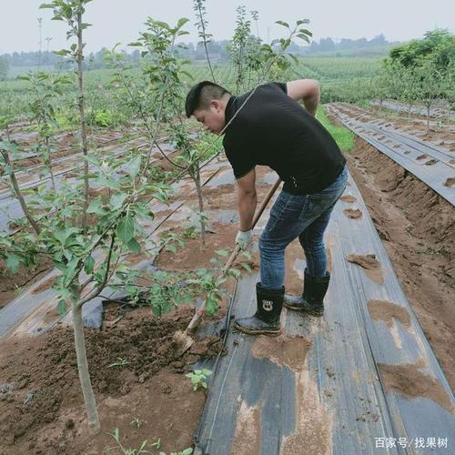 找果树|一般果树种植tips