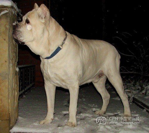 终于看到了白色的卡斯罗~哈哈哈