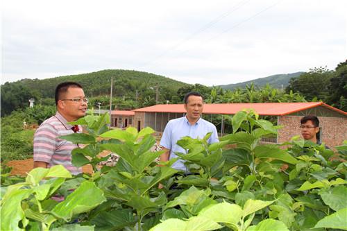 梁国禄主任带队实地考察枫木村党员创业示范基地(图/周建华)