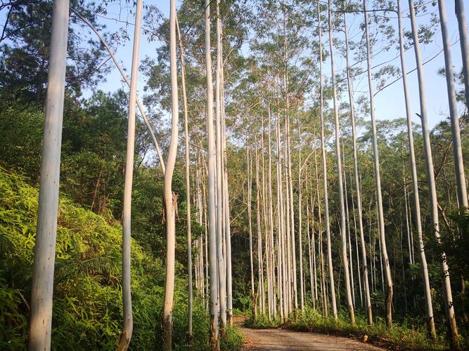 喜遇一片桉树林