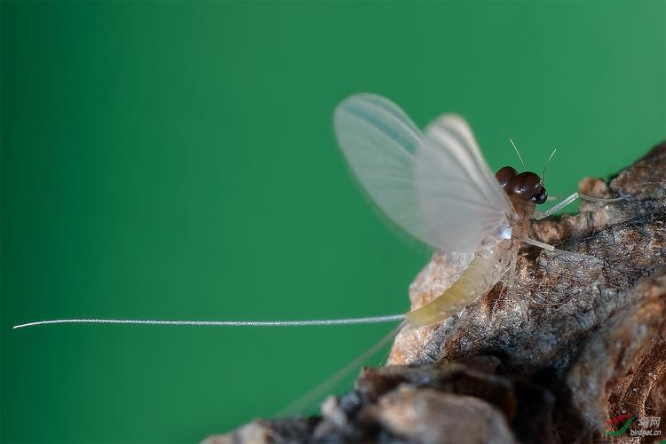 蜉蝣