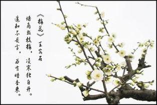 王安石梅花简笔画诗配画
