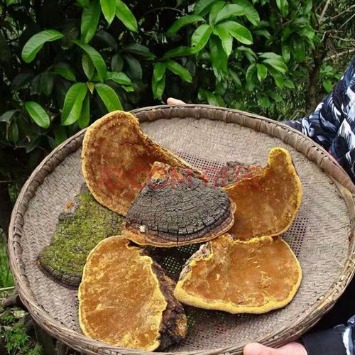 康中尊 西藏金边桑黄桑树金边桑黄野生特级桑黄茶滋补养生茶 大片桑黄
