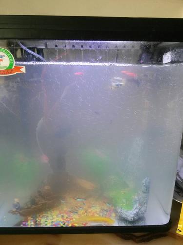 刚养鱼的第二天,为什么水变的这么浑浊?改怎么解决?