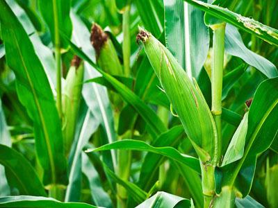 春播玉米施肥技术