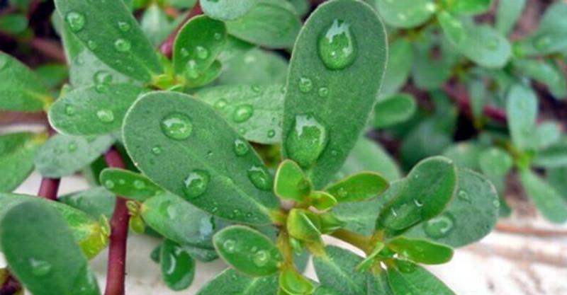 它被称为「长命菜」,能降血糖,降血脂,降血压,抗感染, 但是「这3种人