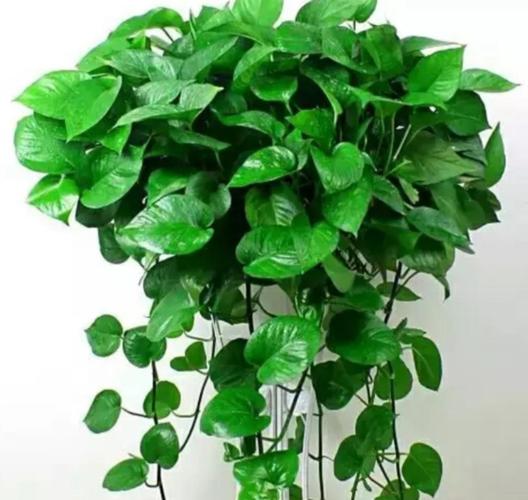 朋友看到我养绿萝,让我赶紧扔掉,理由是"一棵绿萝藏七