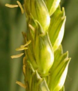 麦花是什么颜色