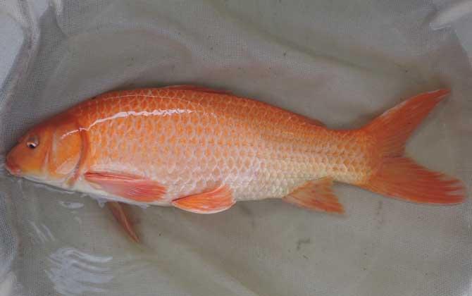 鲤鱼有几个品种