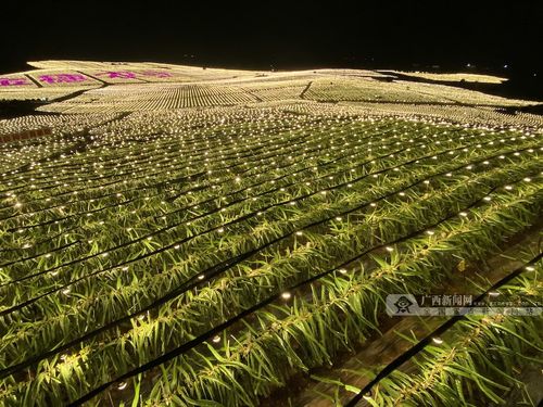 【中国有约】隆安火龙果基地:助脱贫 稳就业