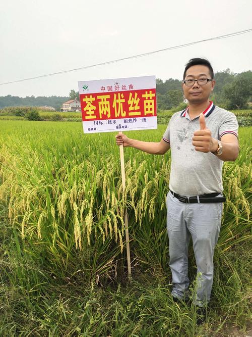 荃两优丝苗 (荃两优534) 2019年亮剑宜城