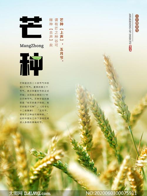 麦田主题芒种节气海报设计psd素材